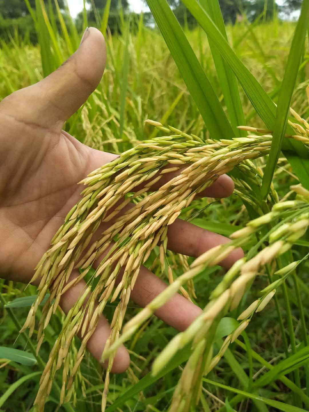Jasmine-Basmati