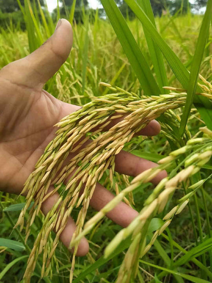 Thai Basmati (Goey Chai)